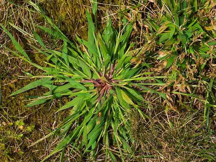 Spot treats weeds in green grass - Absolute Green Landscaping